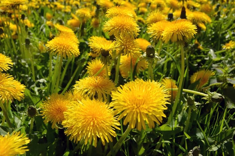 yellow flower with green leaves