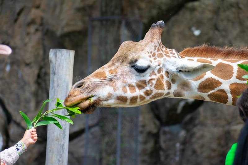 A giraffe eats green leaves from a person's hand.