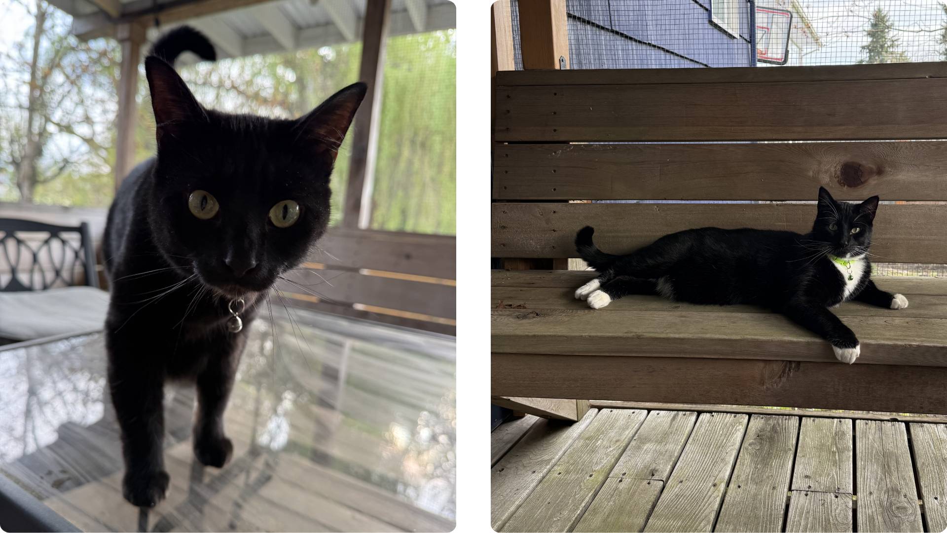Side-by-side pictures of a black cat (Inari) and a tuxedo cat (Maki) enjoying time outside on the catio.