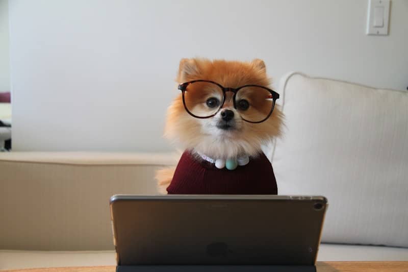 Dog typing