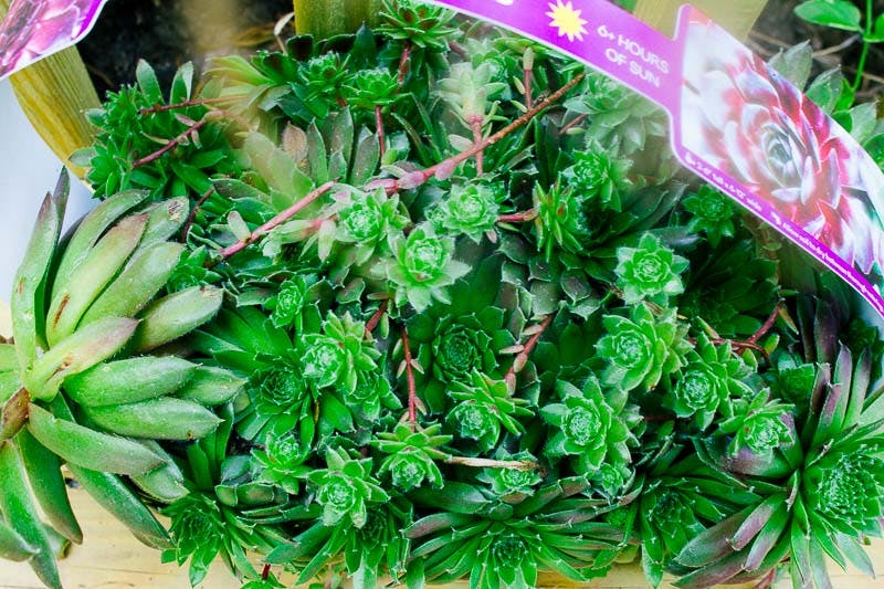 Overhead view of a basket filled with hens and chicks for a how to grow hens and chicks article on TheHowToHome.Com
