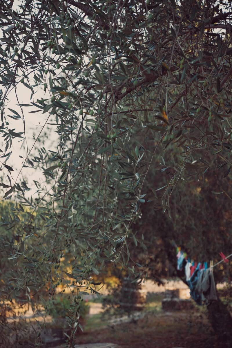 Clothes hanging on a line beneath the branches of an olive tree