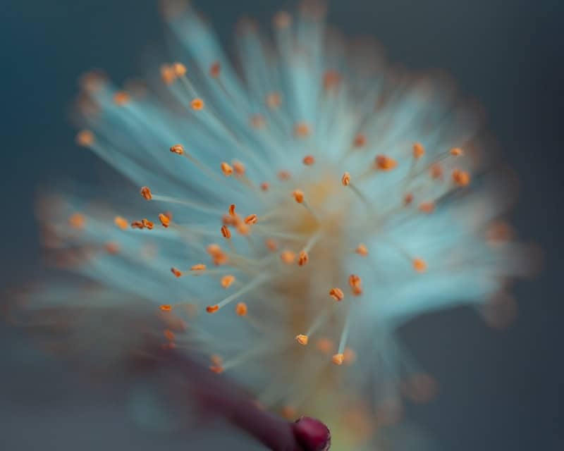 A close-up photo of a plant's bloom.