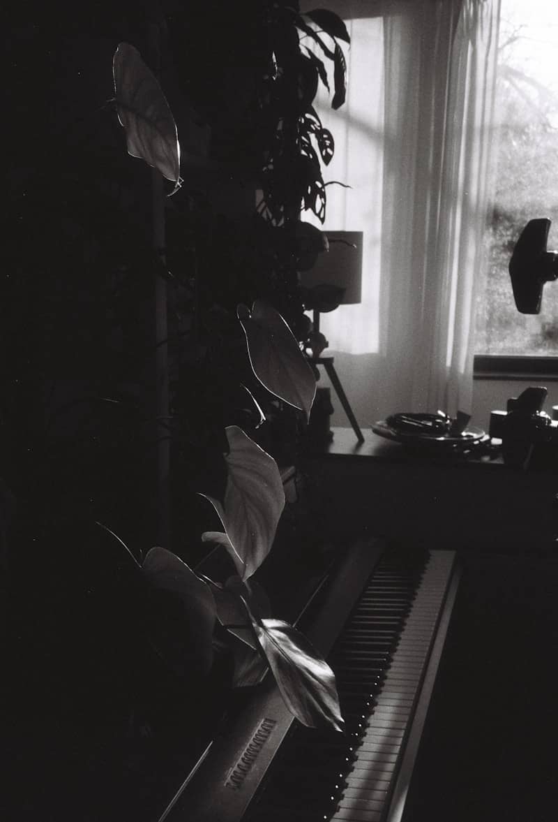Piano and plant in dimly lit room with window.
