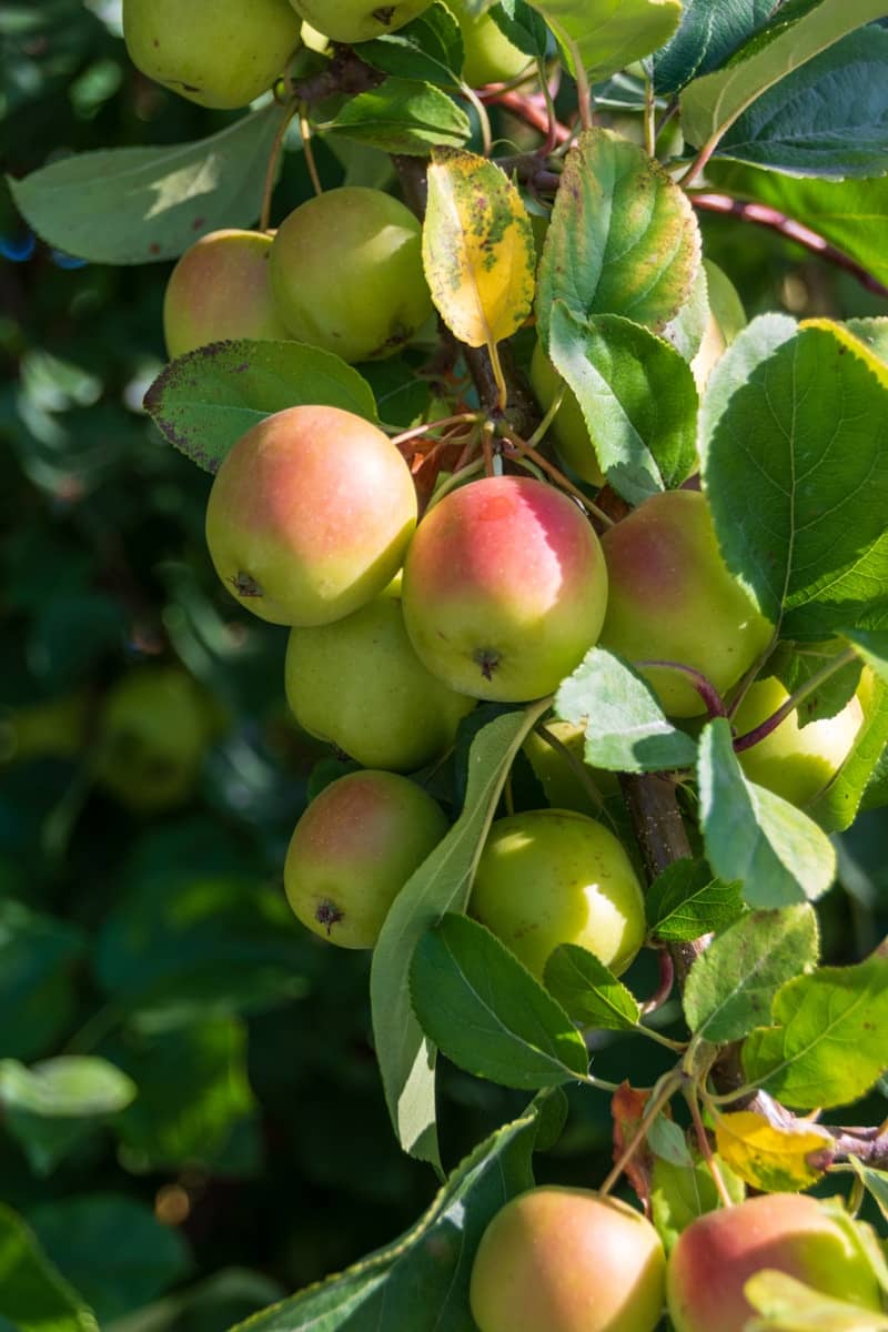 Apples ripening on a tree branch with green leaves