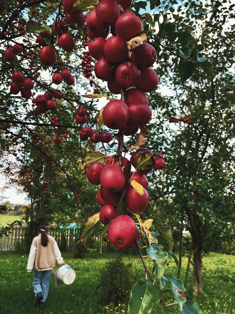 Woman harvesting apples from a tree