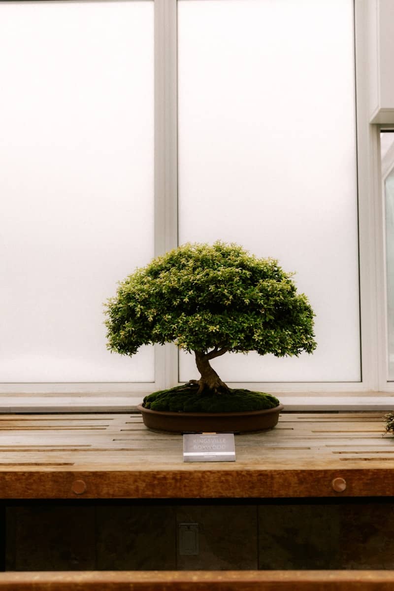 A small bonsai tree sits on a wooden table.