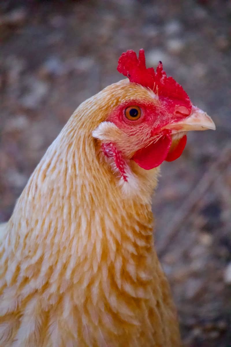 Here is a close-up photo of a chicken.