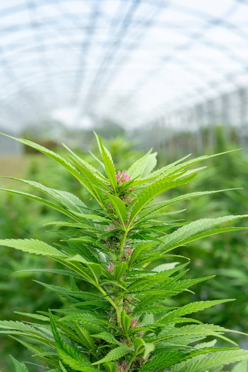 Cannabis plant growing inside a greenhouse.