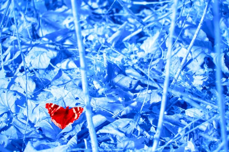 A red butterfly rests on blue leaves and branches.