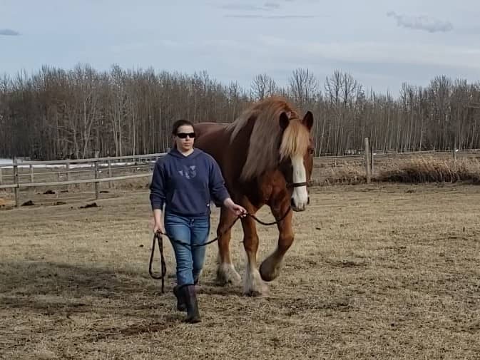 Christine, in jeans, a hoodie, and muck boots, walks beside Tony, a large brown horse with a long mane, in an open field. She is looking forward, the lead rope is loose, and the horse has his ears softly forward. The background shows bare trees and a clou