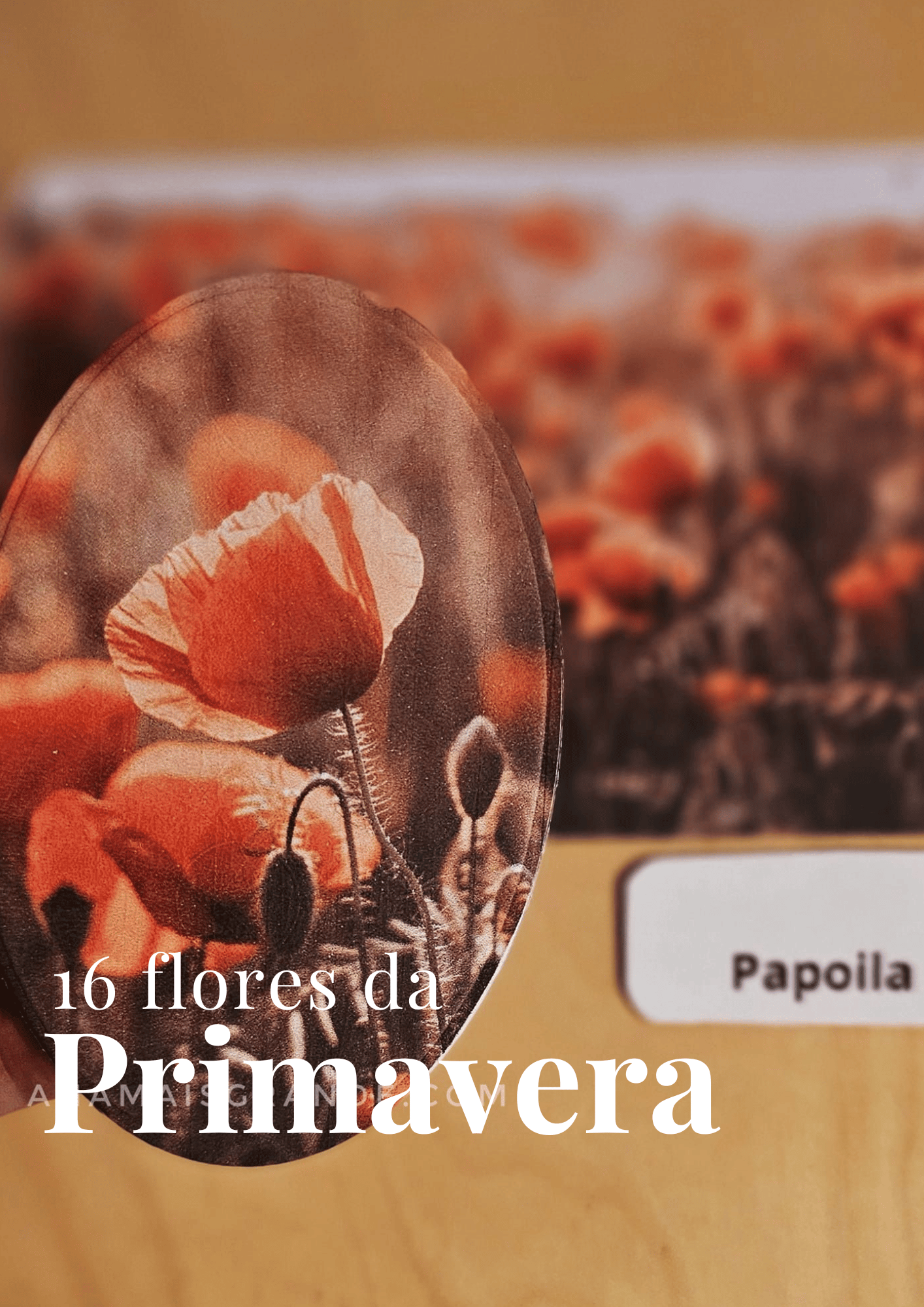 Flores da Primavera