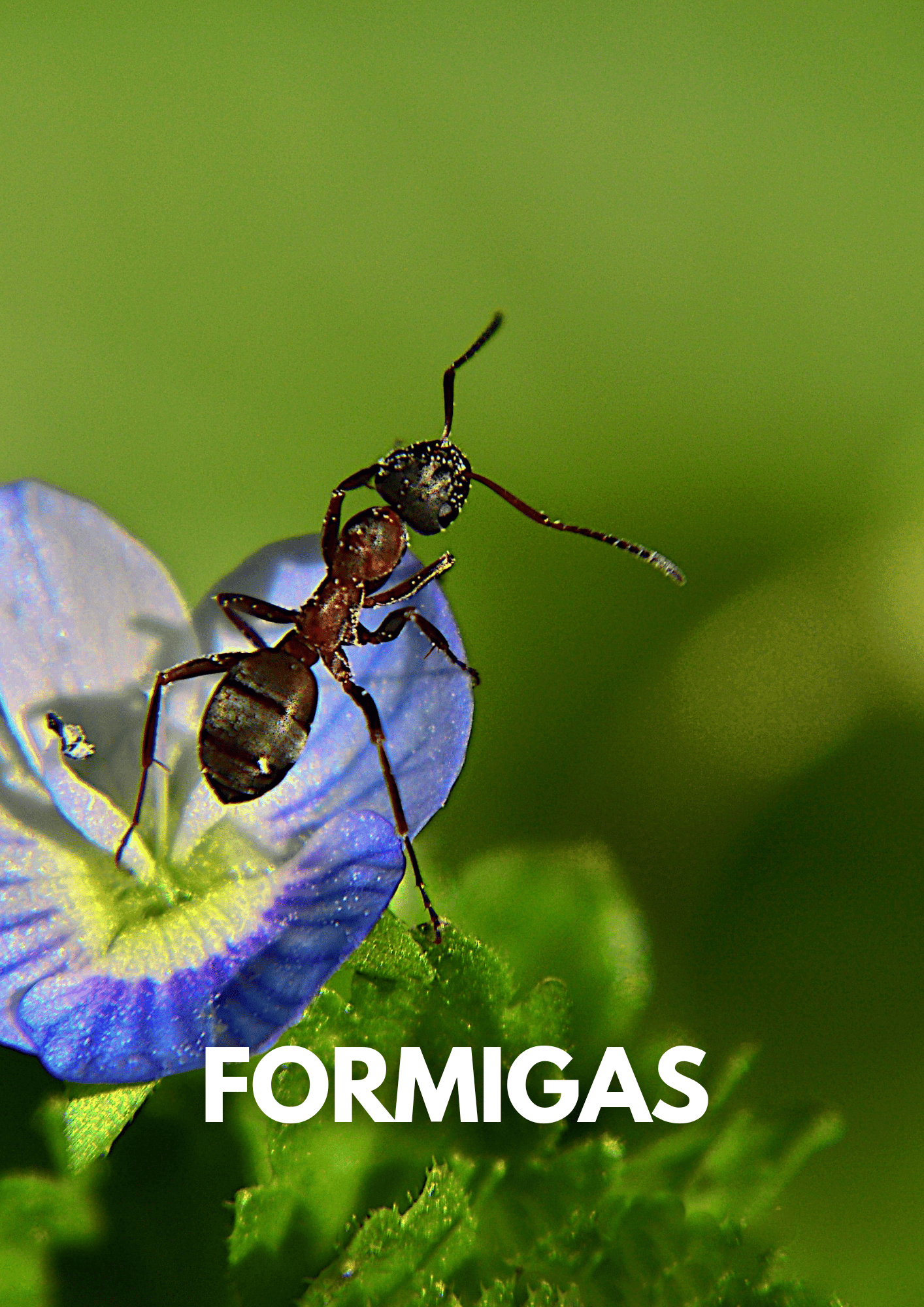 Pequenos Bichos - Formigas