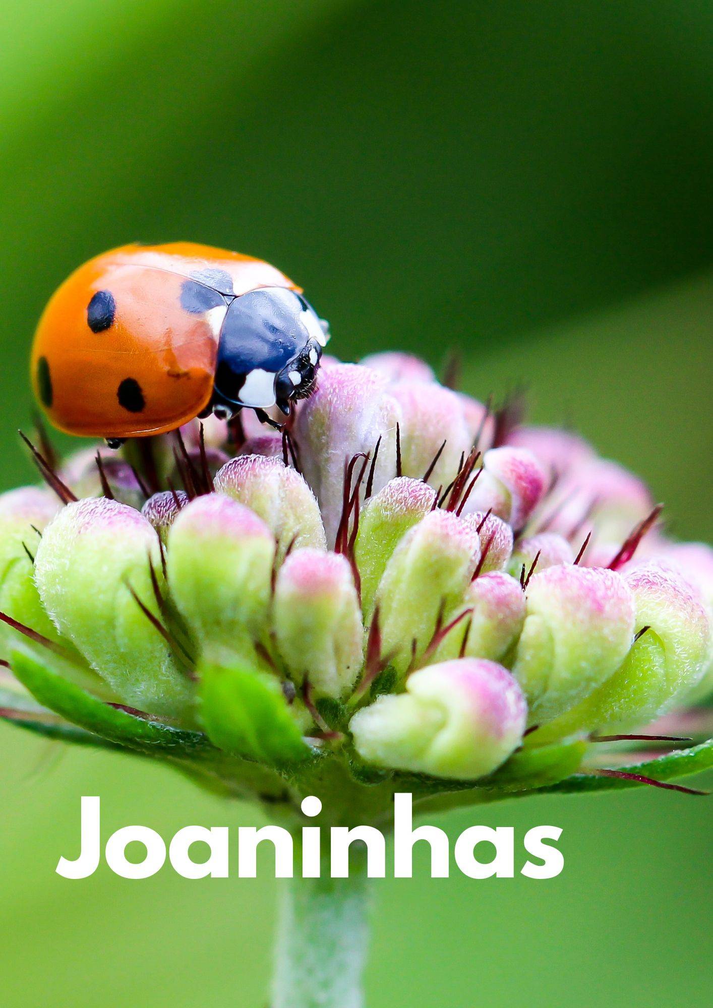 Pequenos Bichos - Joaninhas