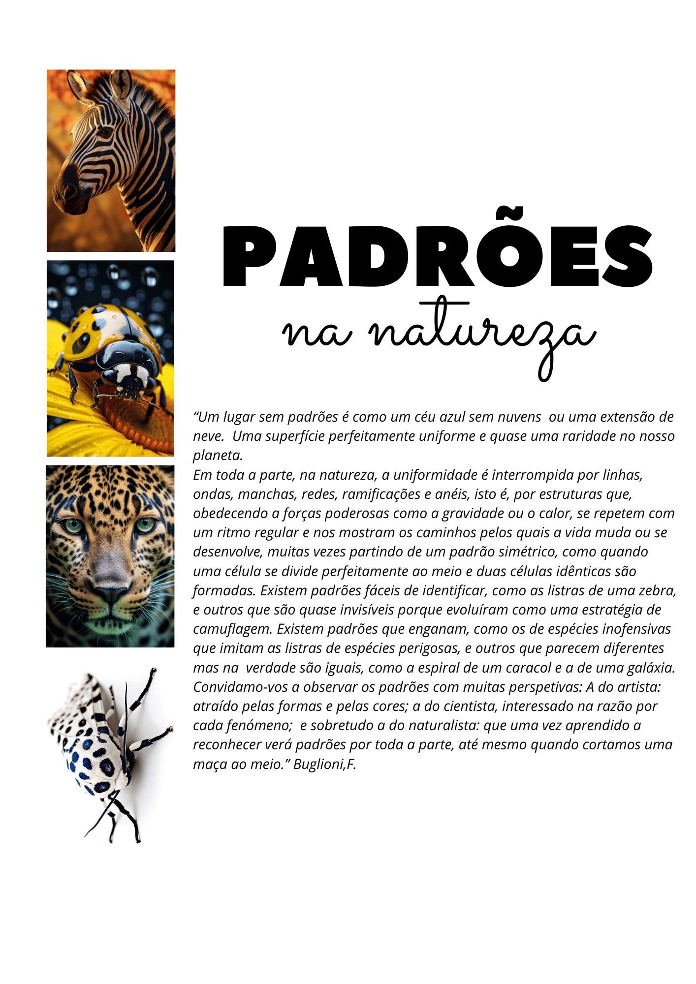 Padrões da Natureza