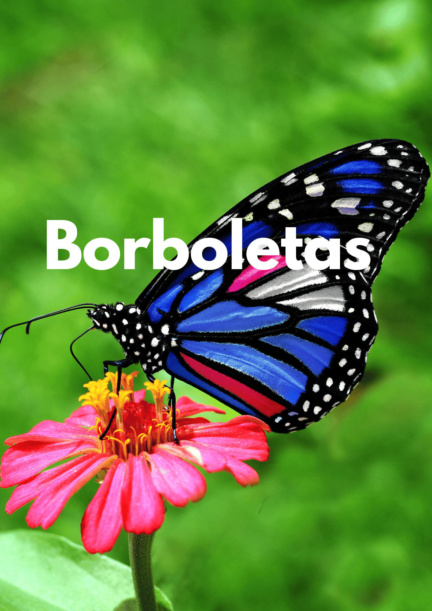 Pequenos Bichos - Borboletas