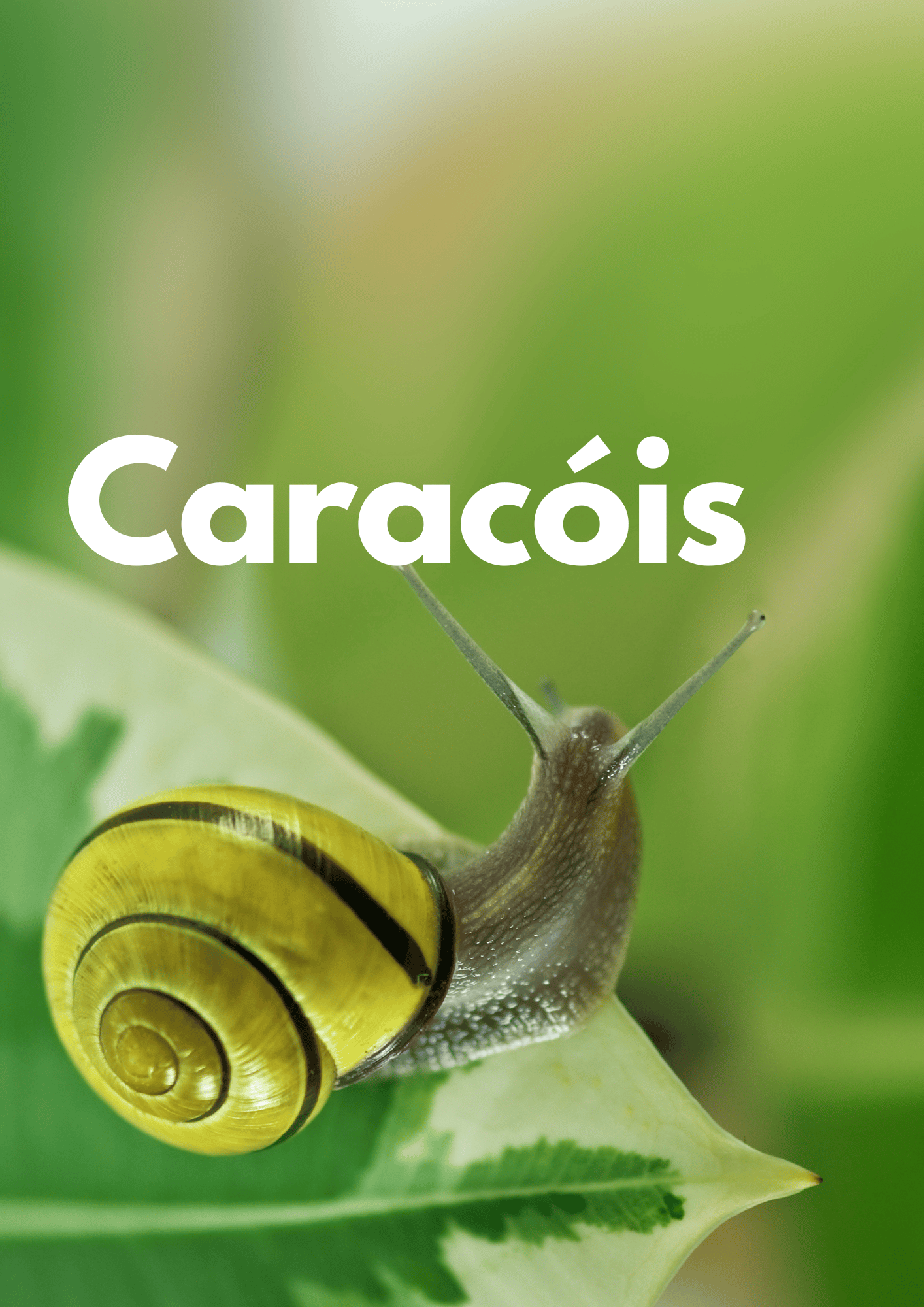 Pequenos Bichos - Caracóis