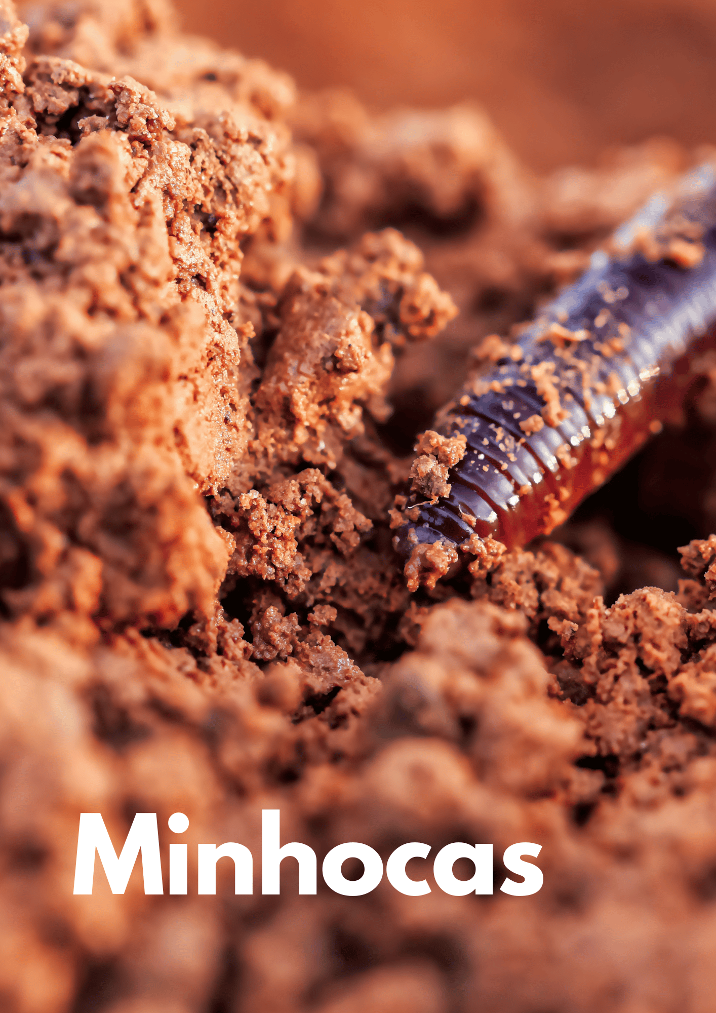 Pequenos Bichos - Minhocas