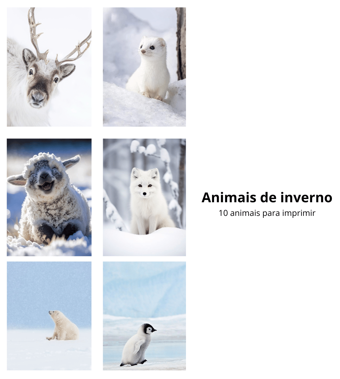 Animais de Inverno