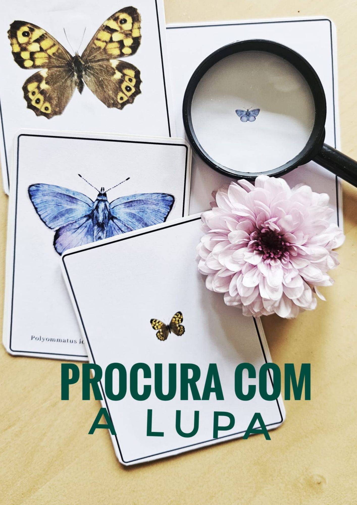 Procura com a Lupa