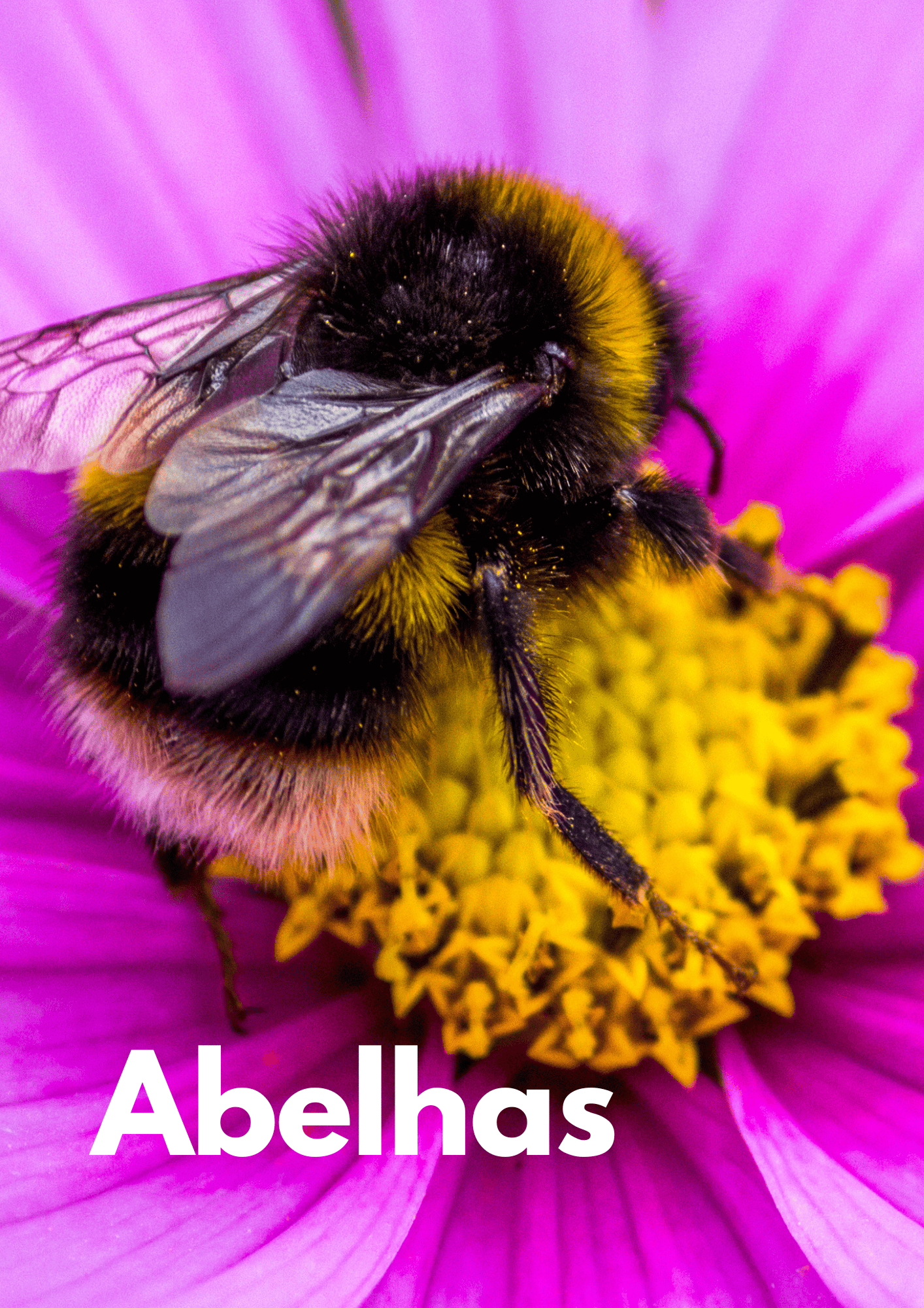 Pequenos Bichos - Abelhas