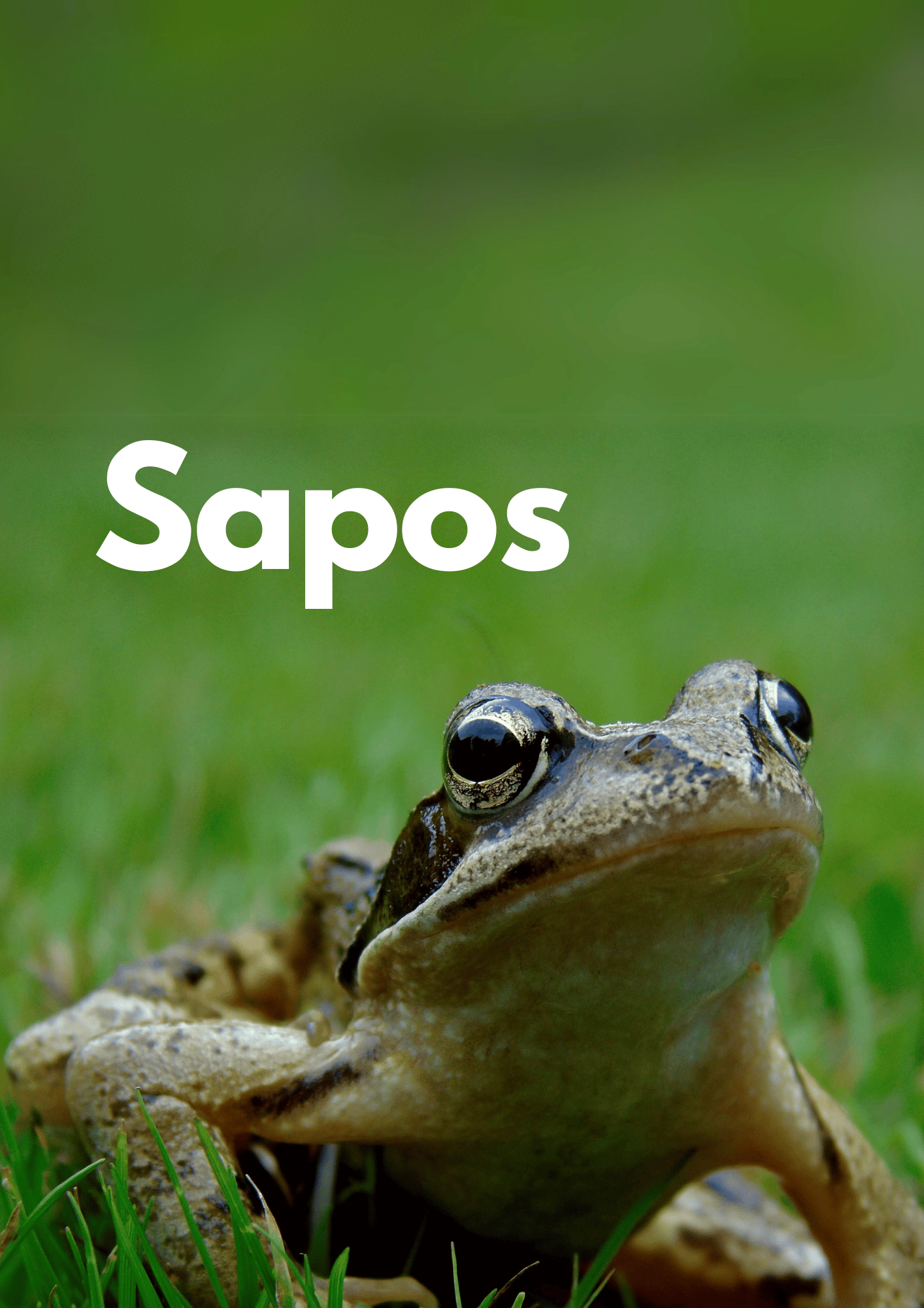 Pequenos bichos -Sapos