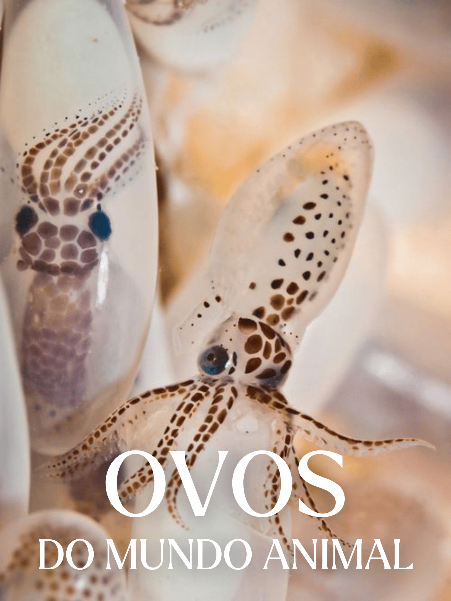 Ovos do Mundo Animal