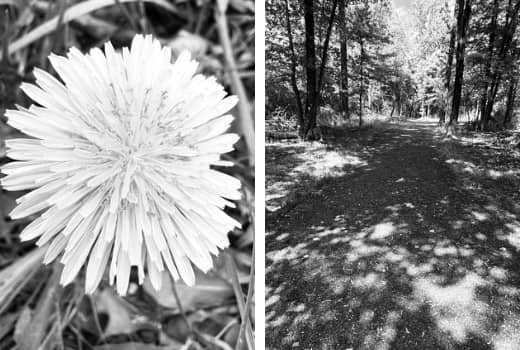 Two black and white images side by side. A dandelion and a gravel lined walking path surrounded by trees. 