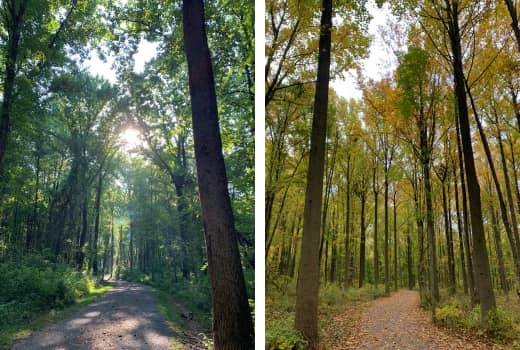 Two images of gravel path with trees on either side. Left one is during summer with sun peeking through trees. Right one is in fall with gold and green leaves on trees and on ground. 