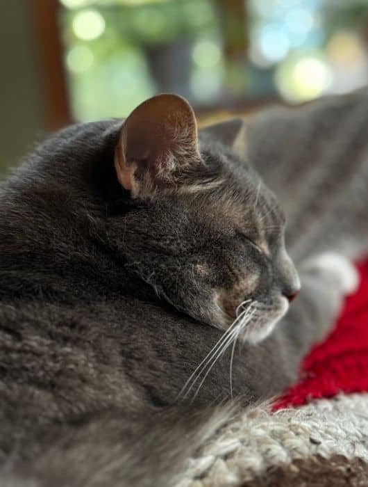 Grey and white cat with head on his paw and eyes closed laying on red and tan blanket.
