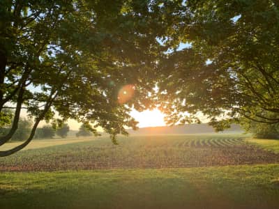 Looking through tree at sunrise over cornfield