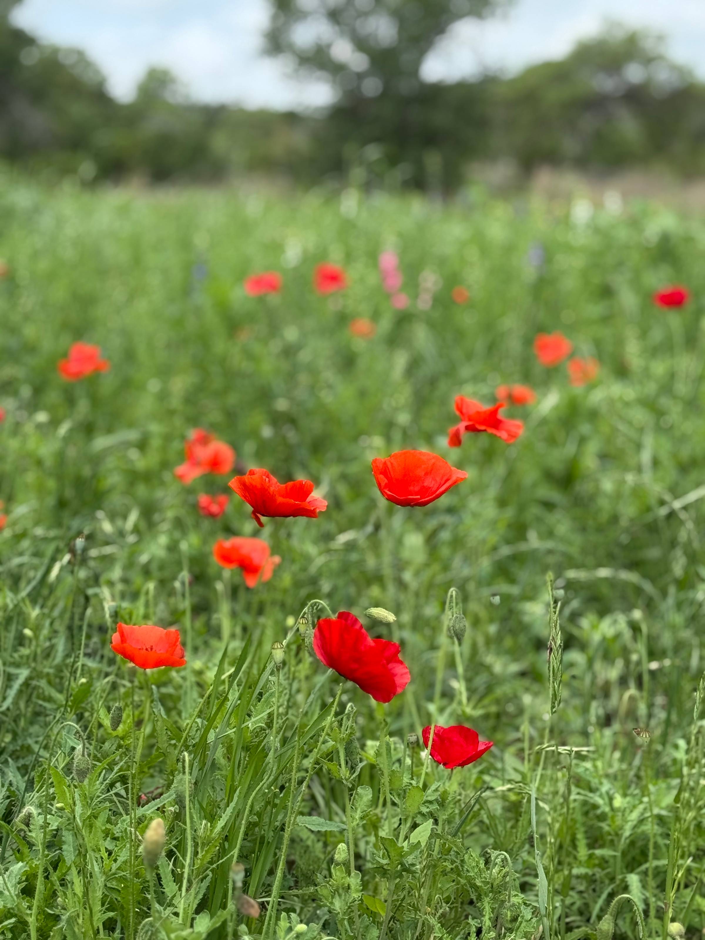Red poppies in field of grass