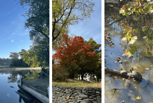 Shenandoah River, tree turning red in fall, two turtles sitting on log