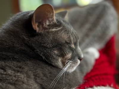 Grey and white cat with head on paw sleeping. 