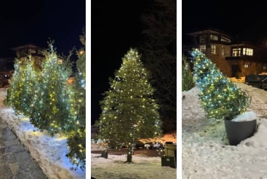 Three images of evergreen trees outdoors lit up with white twinkly holiday lights. 