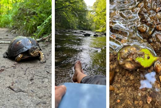 Three images side by side. A turtle on dirt trail, a river with trees on either side and a small acorn sitting in the river. 