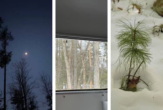 Three pictures side by side - moon at night, trees through window, small fir tree.