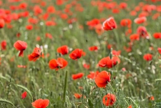 Red flowers in a field