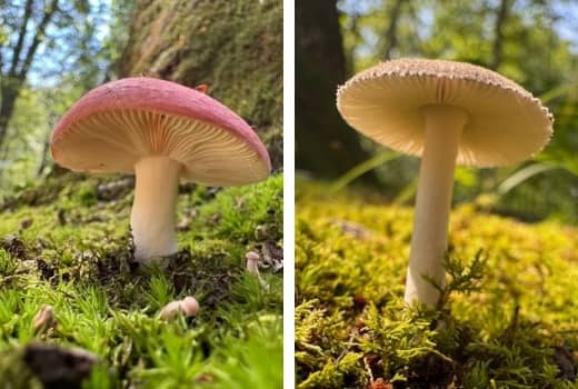 Two images of mushrooms both growing out of green moss by trees. 