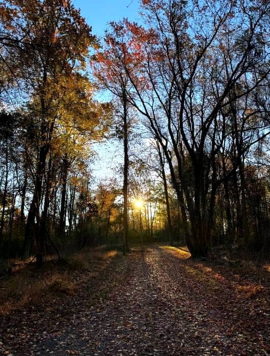 Sunlight peeking through fall trees in forest