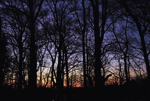 sunrise behind trees