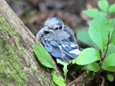 Close up of blue bird sitting in a tree