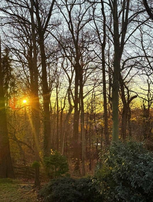 Sunrise through trees