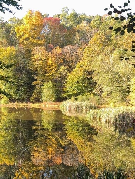 Fall trees reflecting on lake