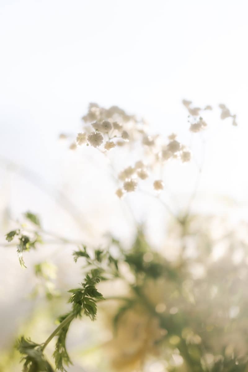 Delicate white wildflowers backlit by soft sunlight.