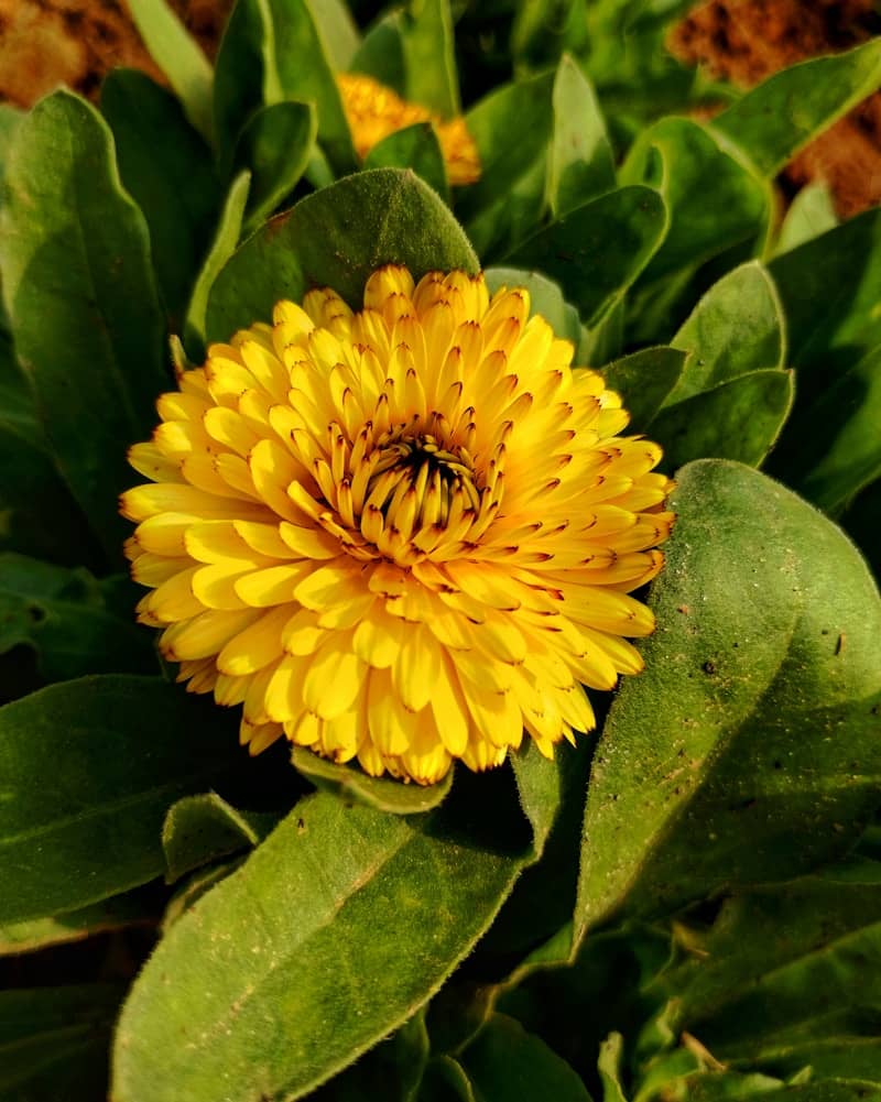 A close up of a yellow flower with green leaves