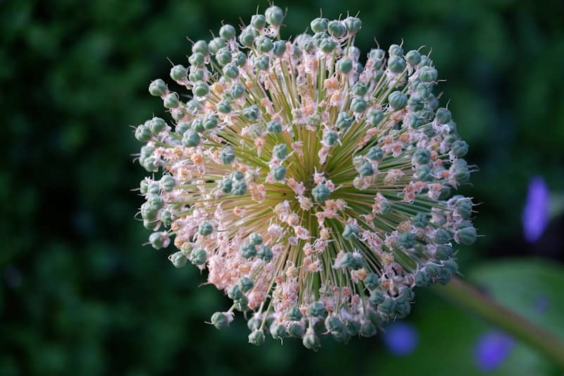 A beautiful allium flower in full bloom.