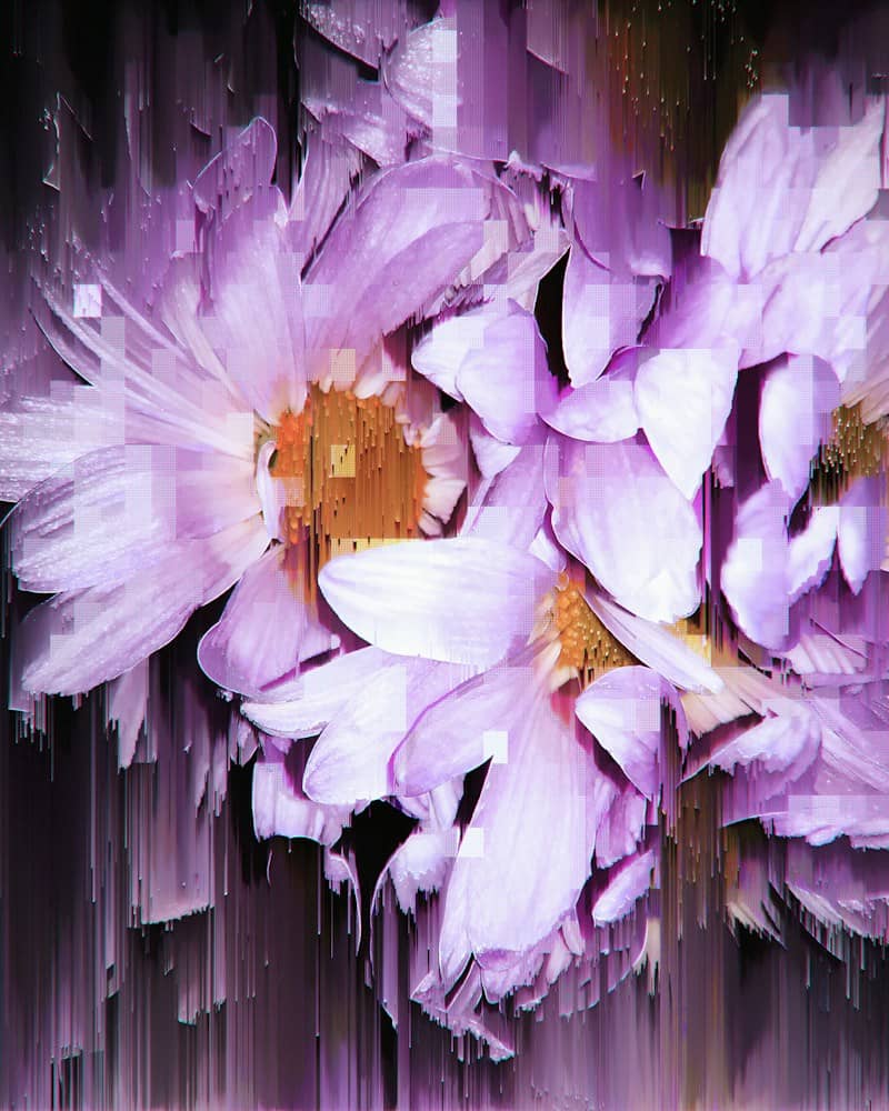 Light purple daisy flowers with a digital glitch effect and vertical pixelated streaks