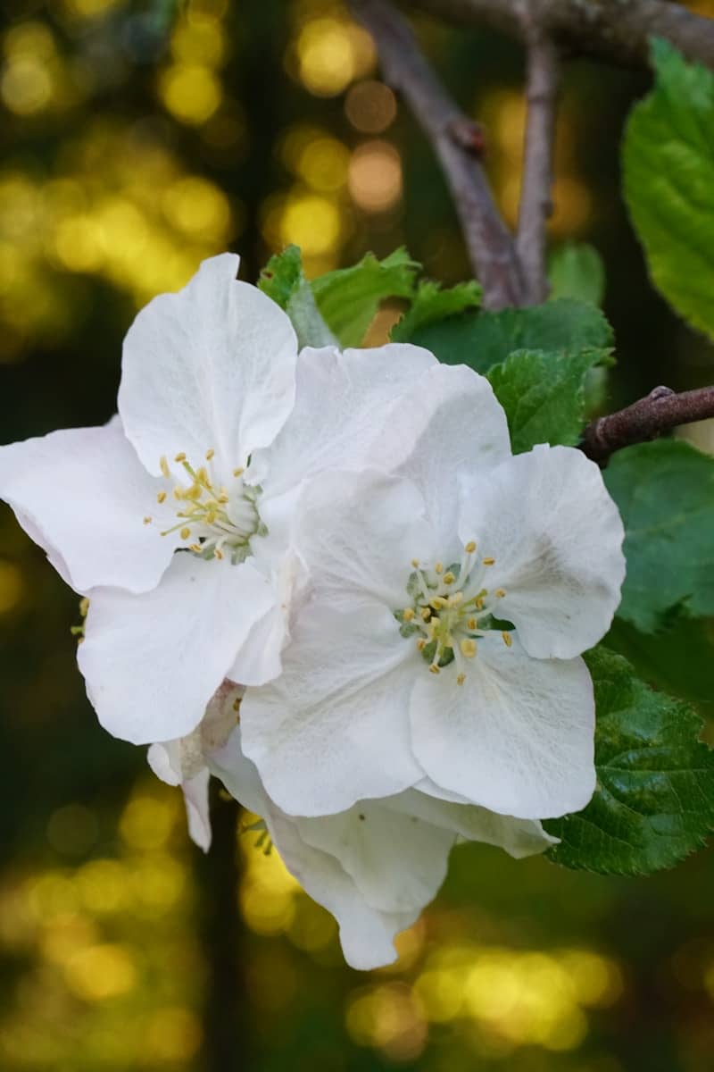 Two white apple blossoms on a branch with green leaves.