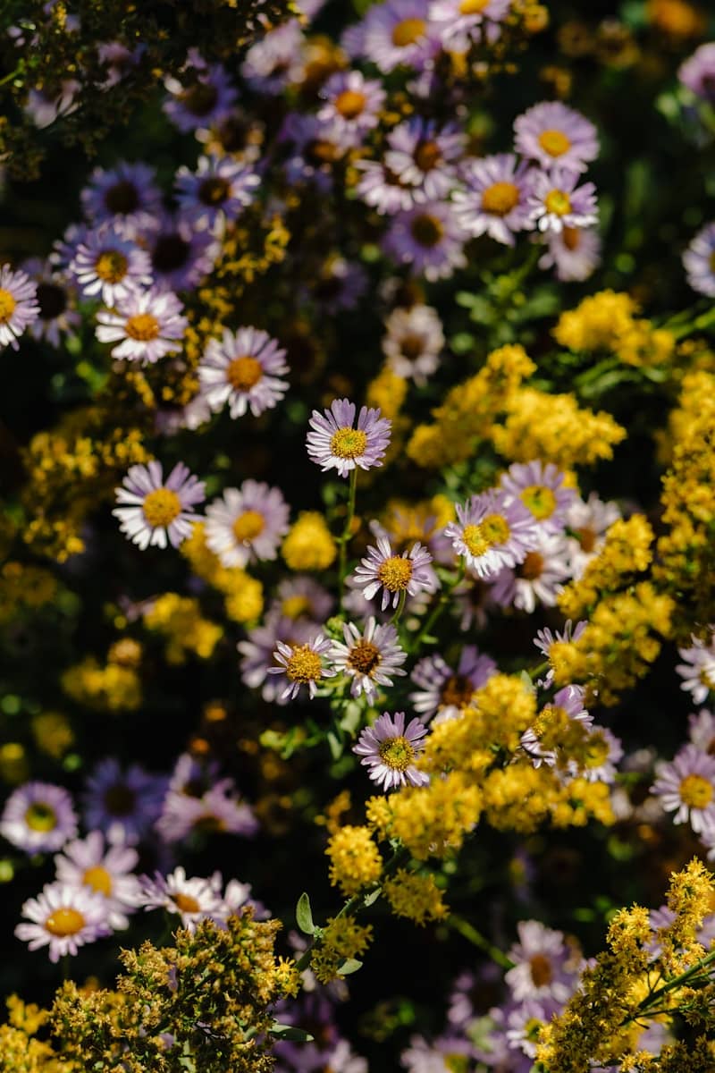 Purple and yellow wildflowers blooming in a field.